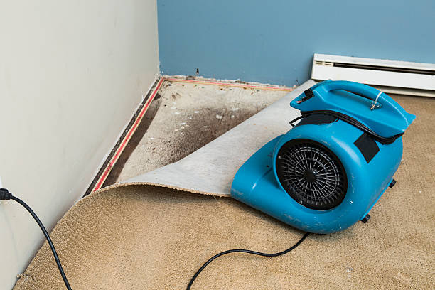 Best Mold removal after water damage  in Los Gatos, CA
